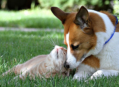 kitty and puppy on grass