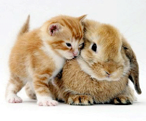 bunny and kitty