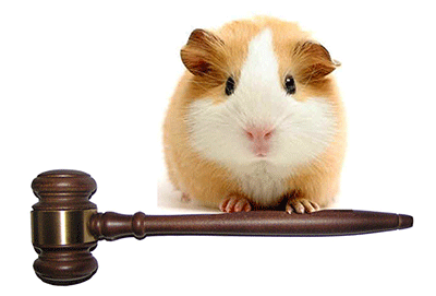 I'm a lawyer pig