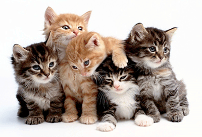 kitty cats